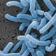The rod-shaped Lactobacillus paracasei, seen above, is one of the 300 or so species of bacteria that commonly resides in the human vagina.